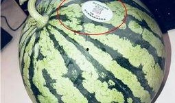 百万网红让我吃瓜,揭秘“吃瓜”背后的网络狂欢